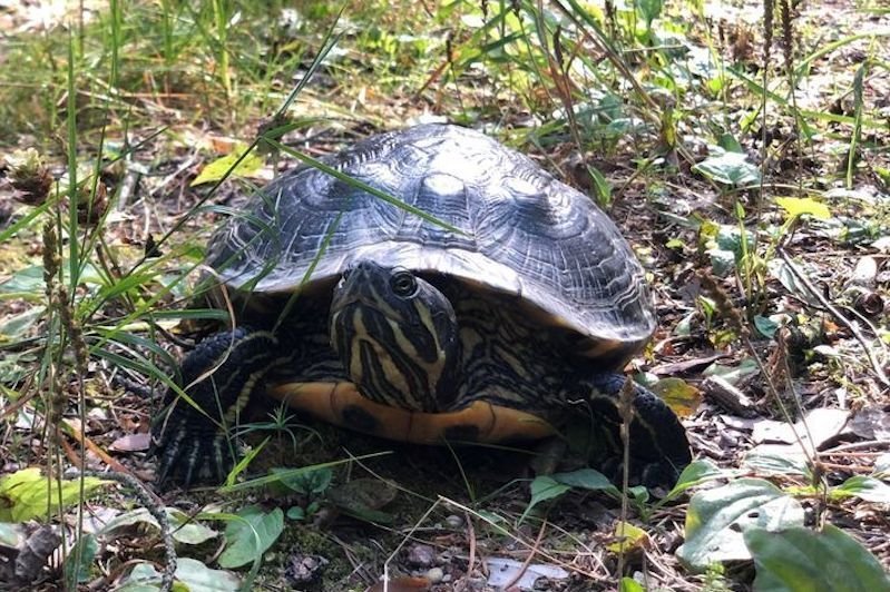 Żółw trafił do Wigierskiego Parku Narodowego. Pochodzący z USA drapieżny żółw żółtobrzuchy trafił do Wigierskiego Parku Narodowego.
