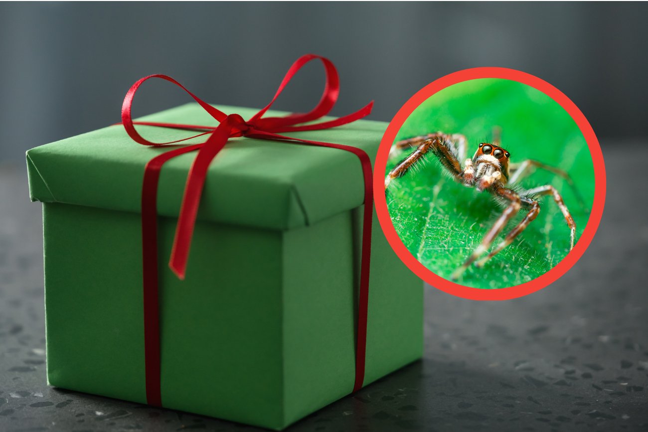 Samce pająków dają samicom puste pudełka. Liczą, że zanim się zorientują, zdążą współżyć