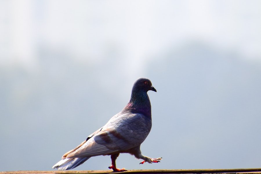 W Indiach zatrzymano gołębia. Ptak przebywa teraz w areszcie.