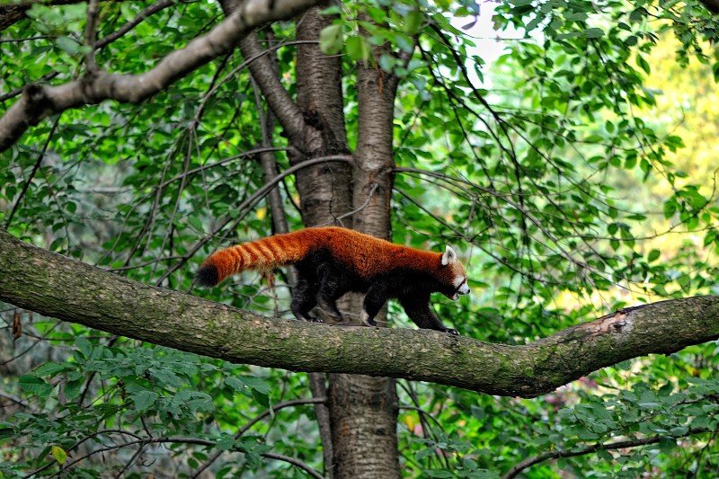 Pandki rude to świetni wspinacze