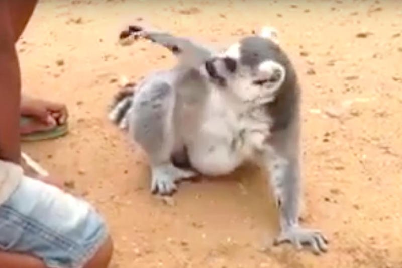 Drapanie w plecy tego zwierzaka nie ma końca.