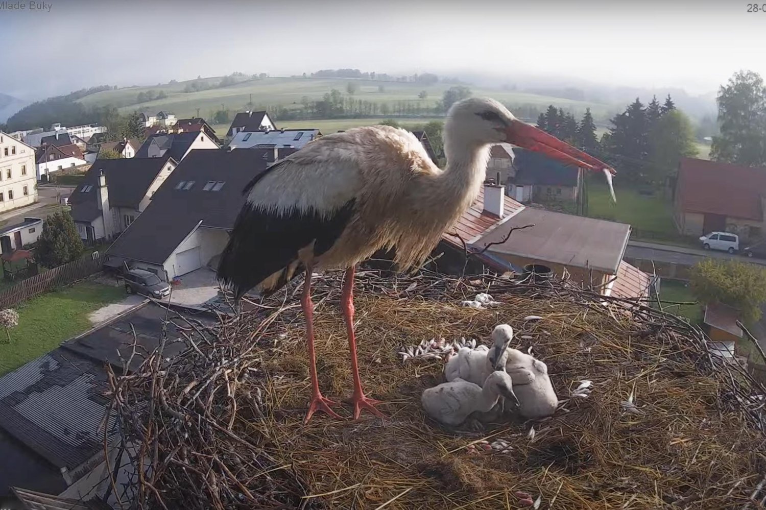 Bociania rodzina w Czechach: ojciec samotnie wychowuje małe.