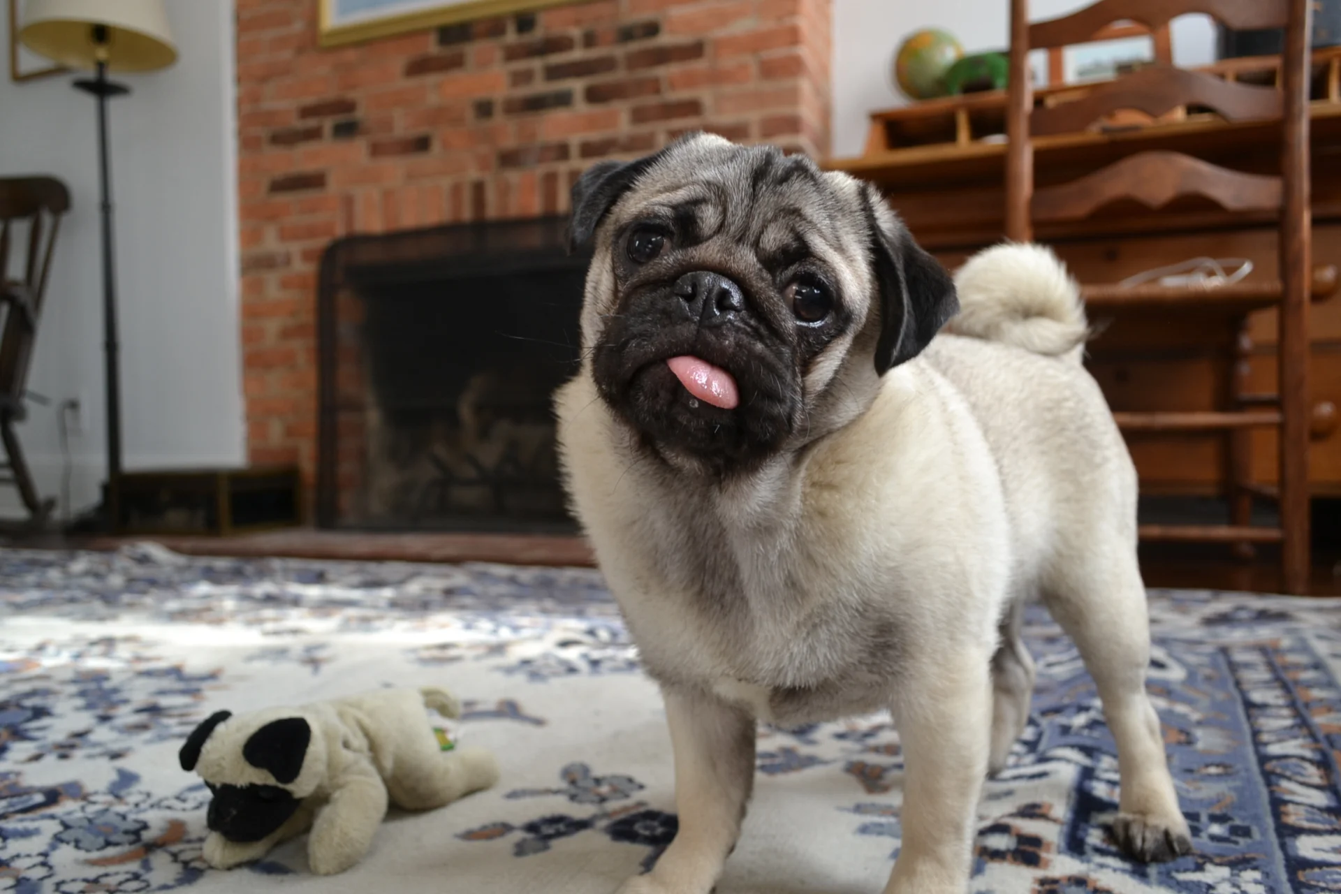 Mops