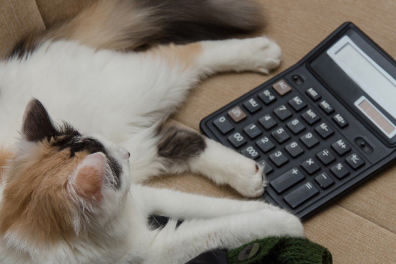 Jak przeliczyć wiek kota na ludzkie lata?
