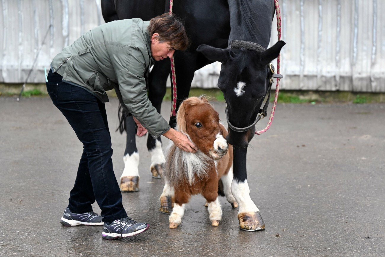 Pumuckel – najmniejszy koń na świecie