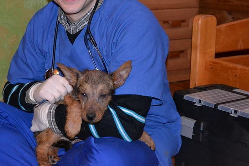 Zbiórka na dom tymczasowy dla zwierząt pod Kielcami wciąż trwa.