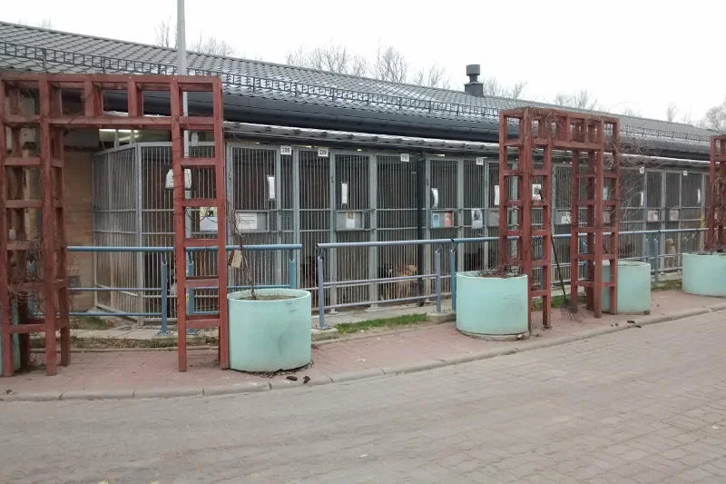 Schronisko mimo obecności ponad 900 psów jest czyste i zadbane.