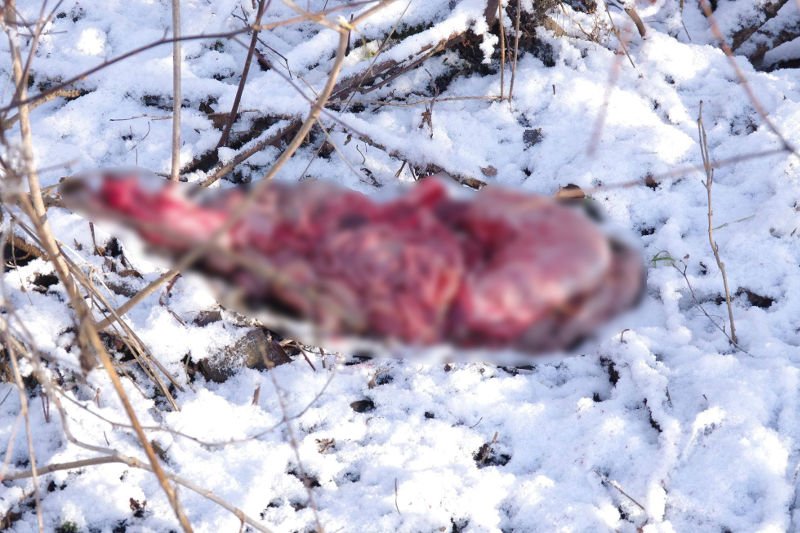 Takie ślady zostawili po sobie myśliwi w Węgorzewie.