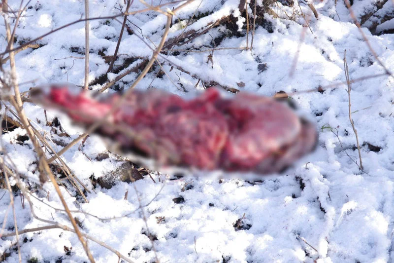 Takie ślady zostawili po sobie myśliwi w Węgorzewie.