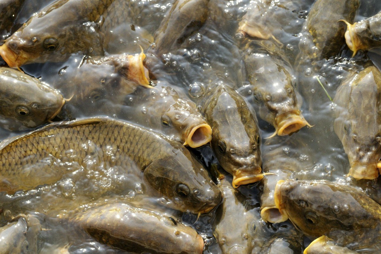 Rozpoczęły się świąteczne męki karpi