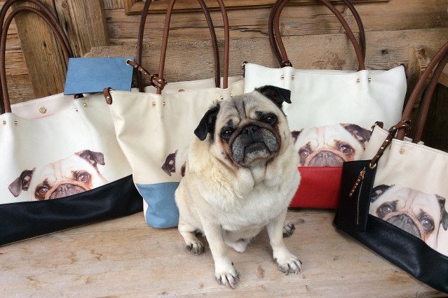 Skąd ta nagła moda na mopsy?