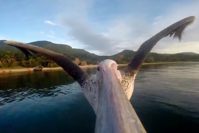 Tak Bigbird wygląda podczas lotu