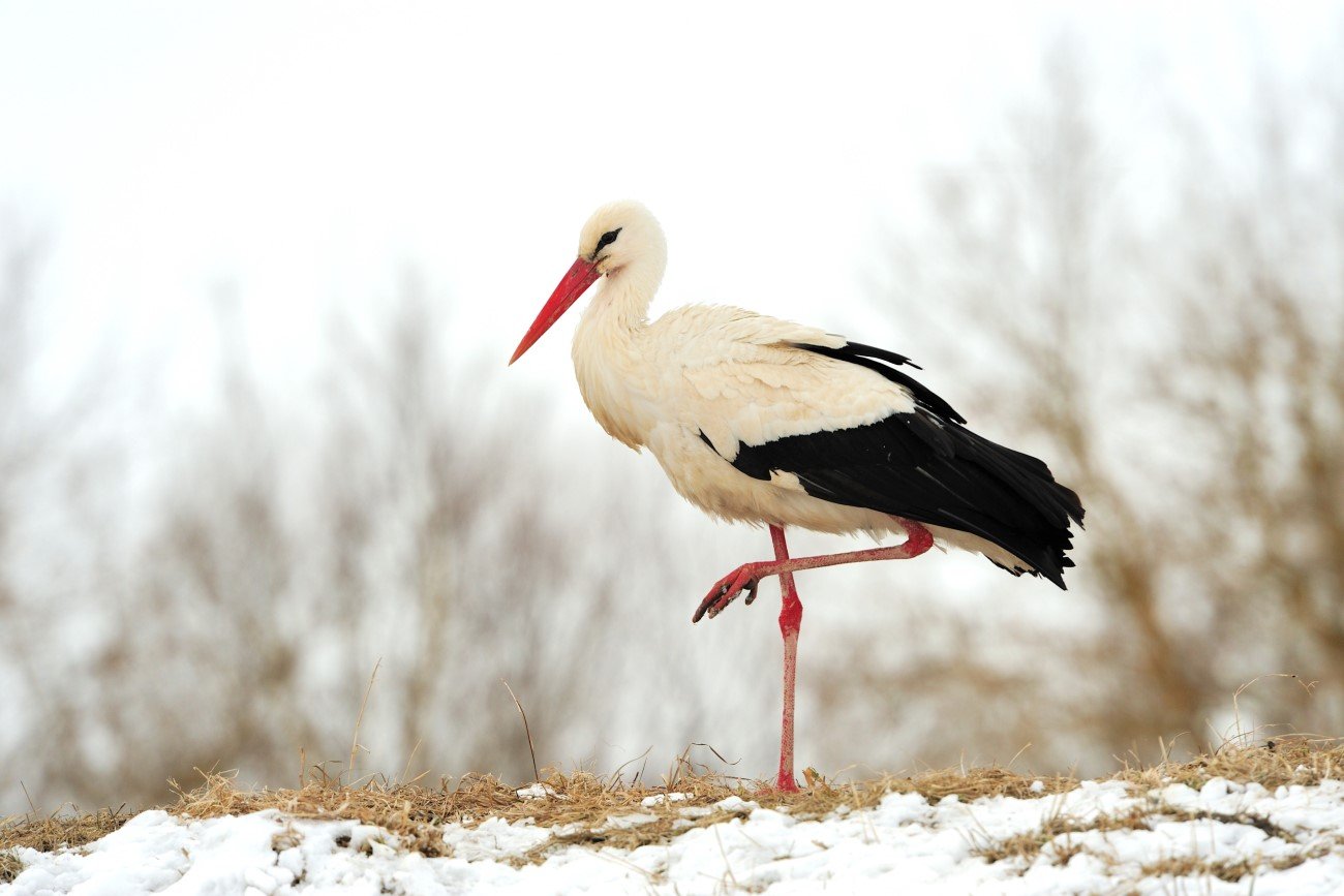 Coraz więcej bocianów spędza zimę w Polsce