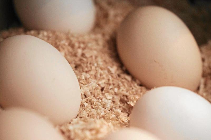 Czy jedzenie jajek "trójek" jest rzeczywiście najbezpieczniejsze dla naszego zdrowia?