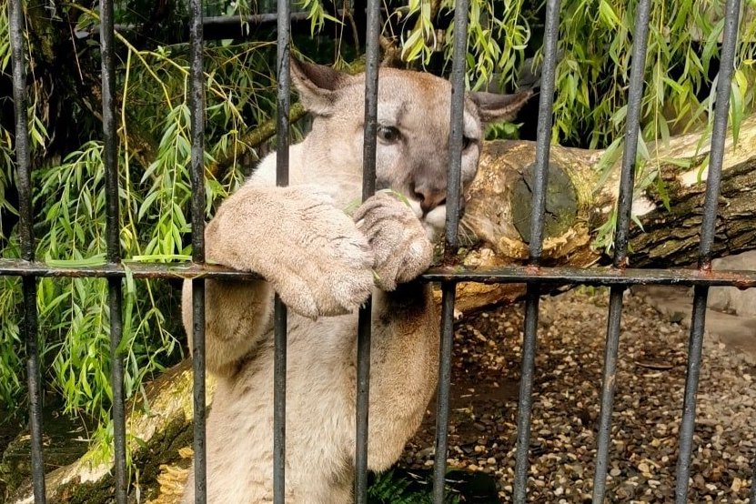 Puma Nubia pozostanie w zoo w Chorzowie