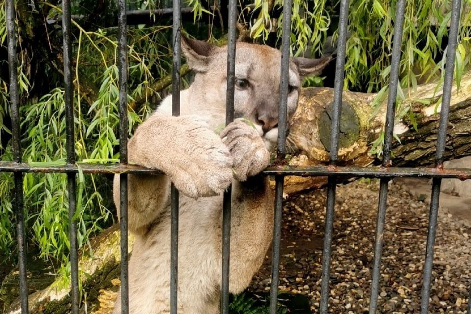 Puma Nubia pozostanie w zoo w Chorzowie