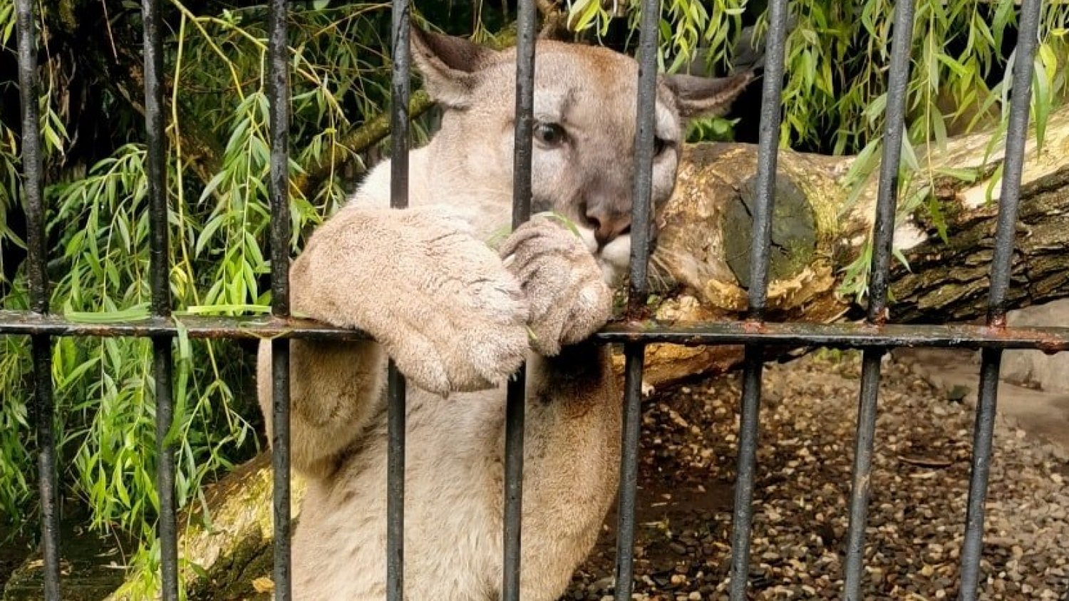 Puma Nubia pozostanie w zoo w Chorzowie