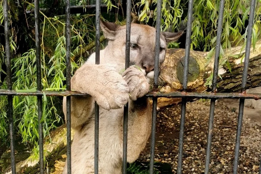 Puma Nubia pozostanie w zoo w Chorzowie