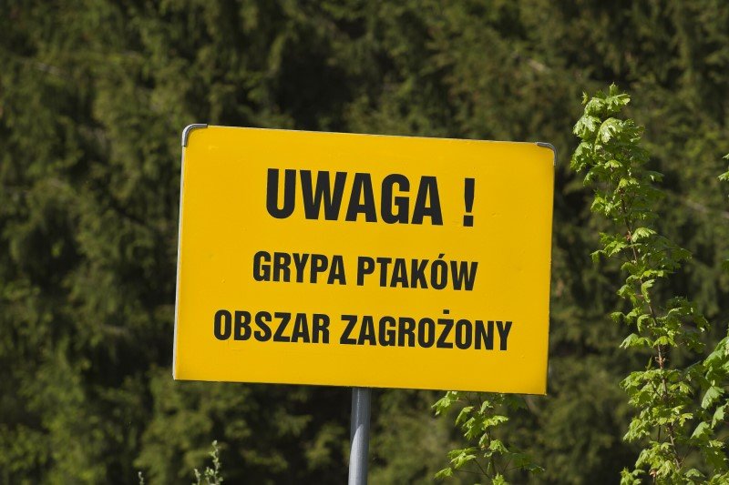 Ptasia grypa w natarciu