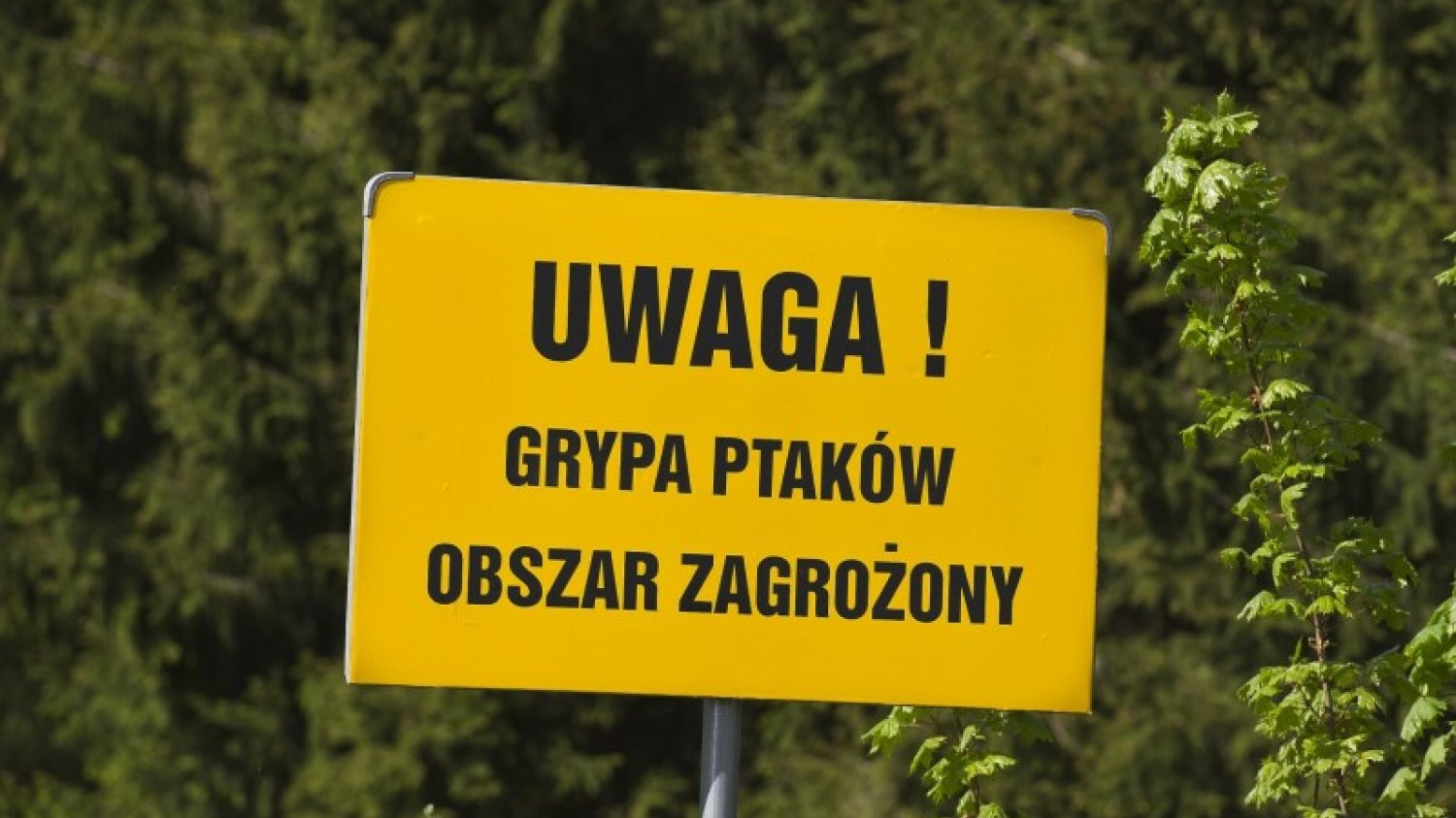 Ptasia grypa w natarciu