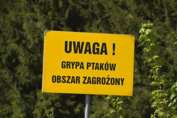 Ptasia grypa w natarciu
