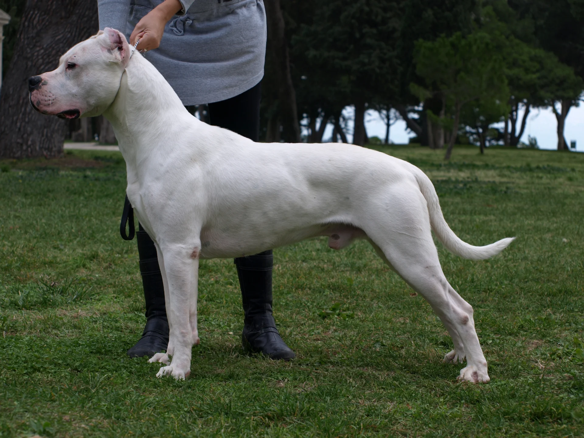Dog argentyński - rasa psów, na którą trzeba mieć w Polsce zezwolenie Dog argentyński