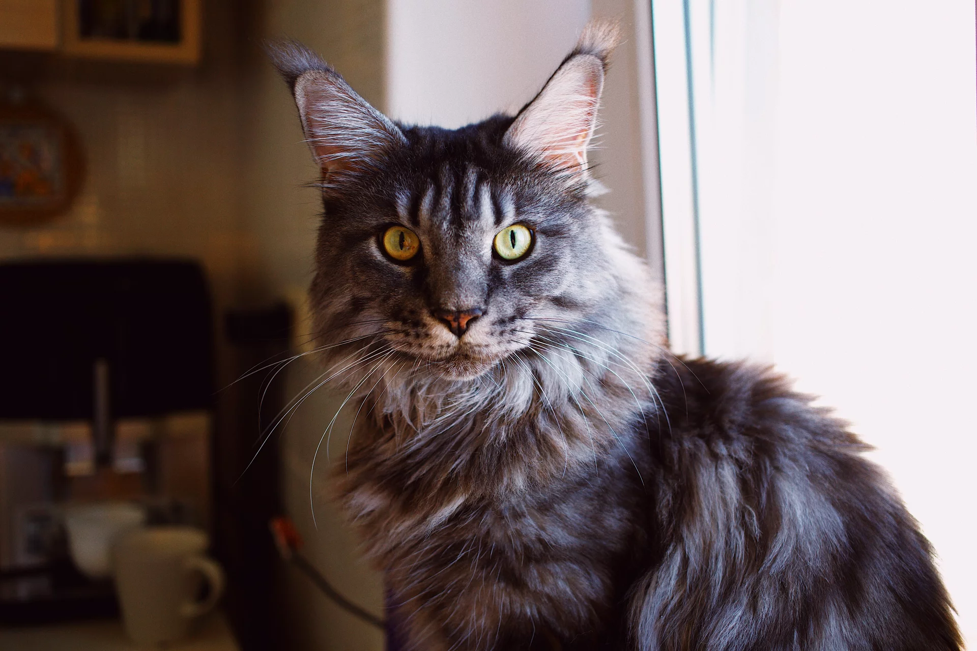 Maine Coon Maine Coon