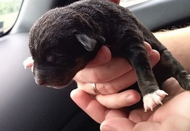 Kobieta wyrzuciła na śmietnik pięć szczeniąt.