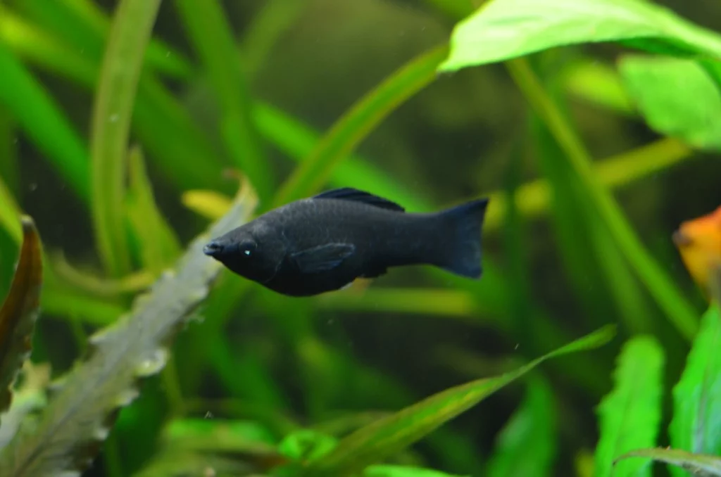 Black Molly Black Molly