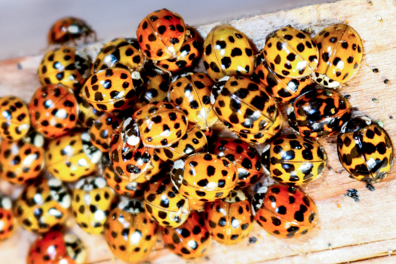 skupisko biedronek azjatyckich