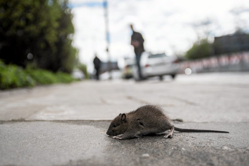 Prawica twierdzi, że w stolicy za szczury odpowiada prezydent Trzaskowski...