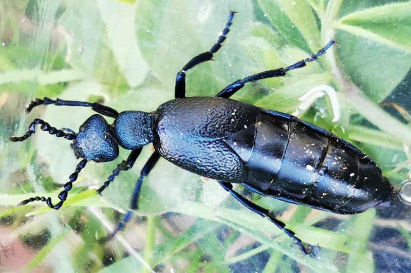 Samiec oleicy krówki