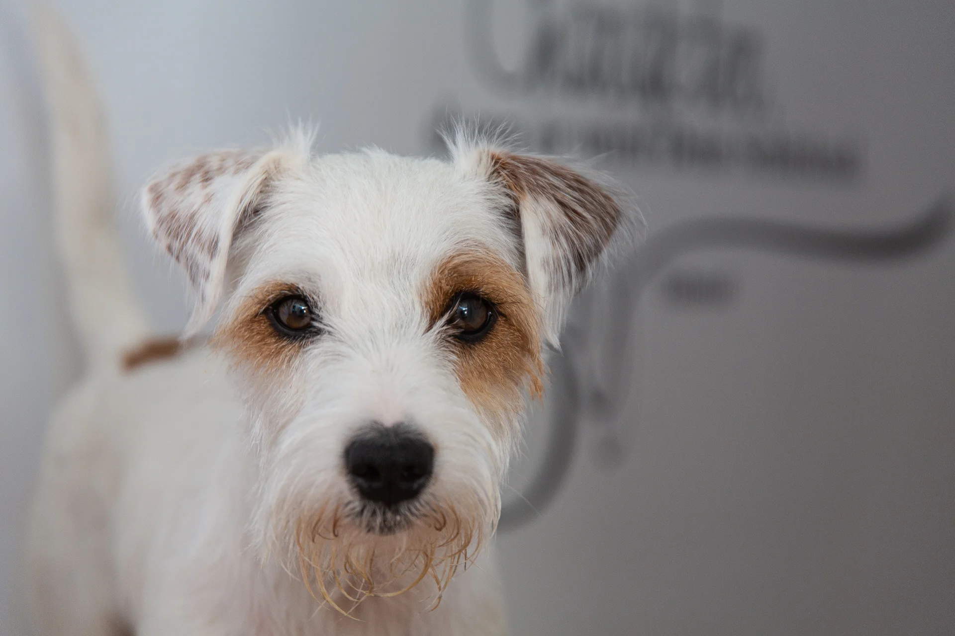 Parson russell terrier Parson russell terrier