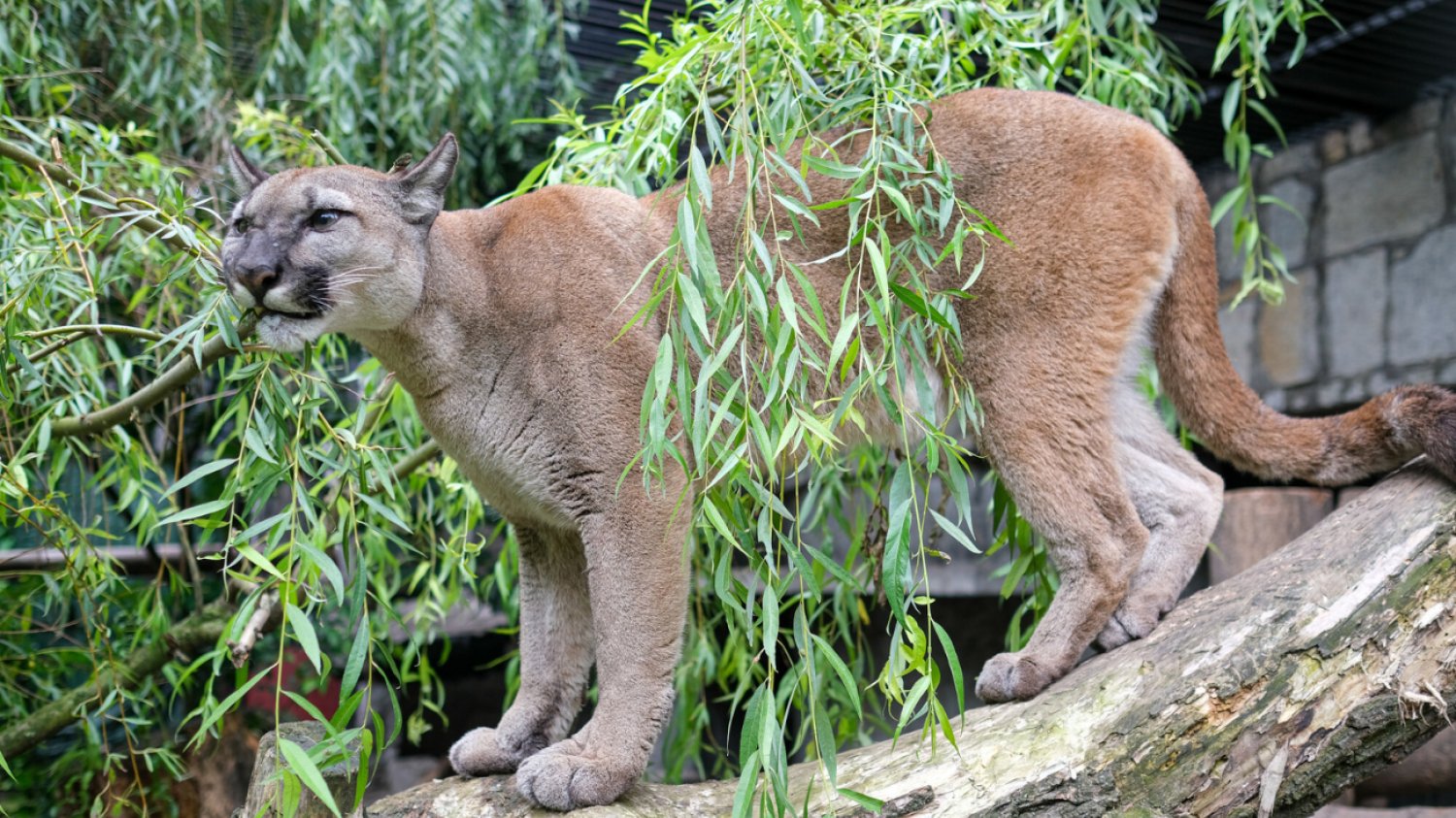 Puma Nubia w zoo