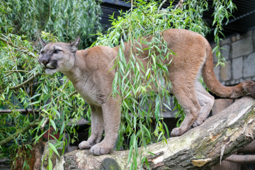 Cała Polska śledziła losy pumy Nubii Puma Nubia w zoo