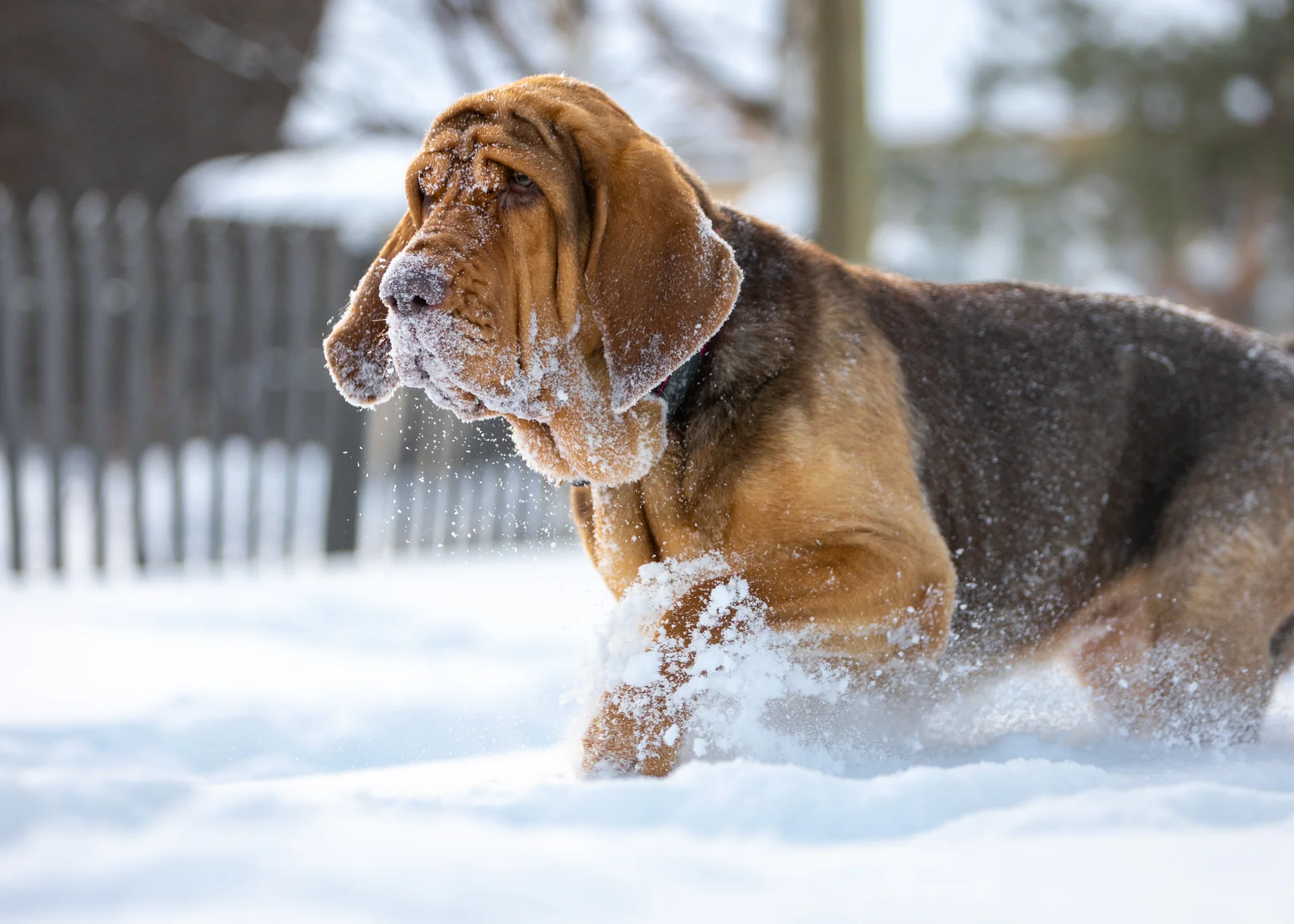 Bloodhound Bloodhound