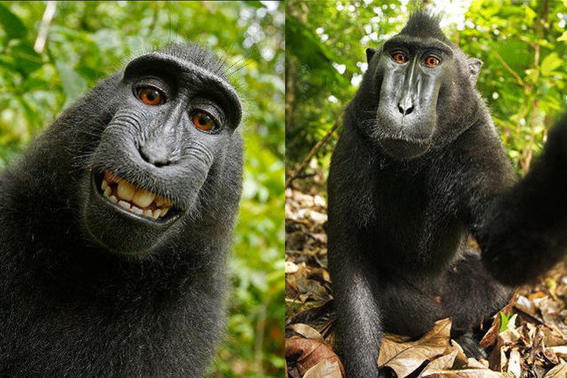 Makaka nie ma praw autorskich do swojego selfie. Sąd orzekł, że prawa takie nie rozciągają się na zwierzęta.