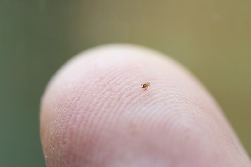Nimfę kleszcza trudno zauważyć. Jest bardzo niebezpieczna