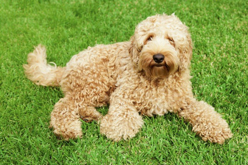Labradoodle są jedną z najpopularniejszych "hybryd"
