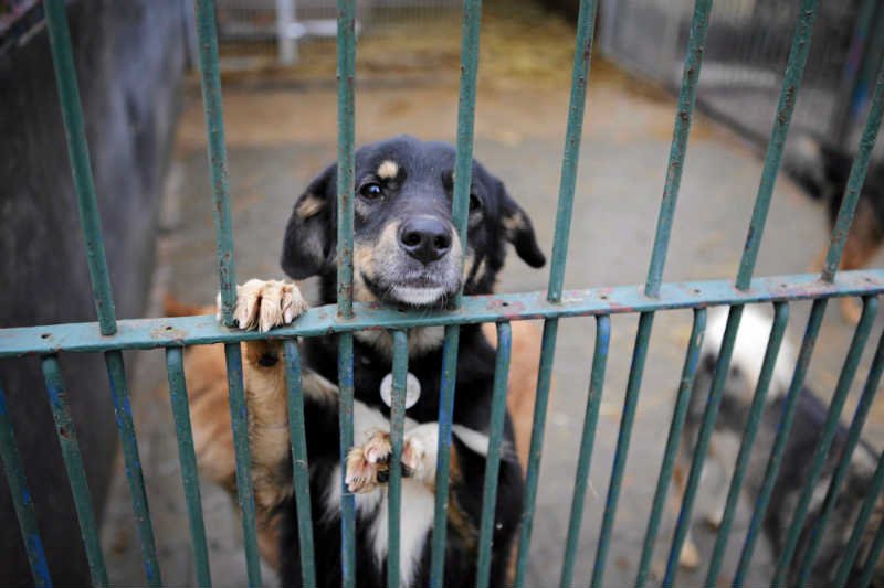 Prokuratura oskarża szefową Fundacji "Ludzie Zwierzętom w Potrzebie" o znęcanie się nad psami i kotami.