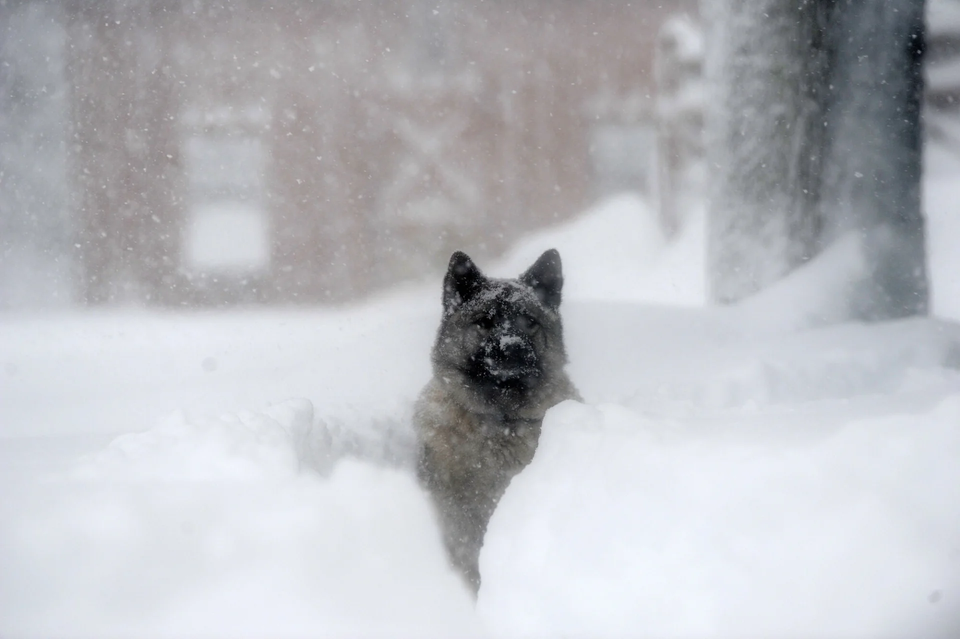 Elkhund szary