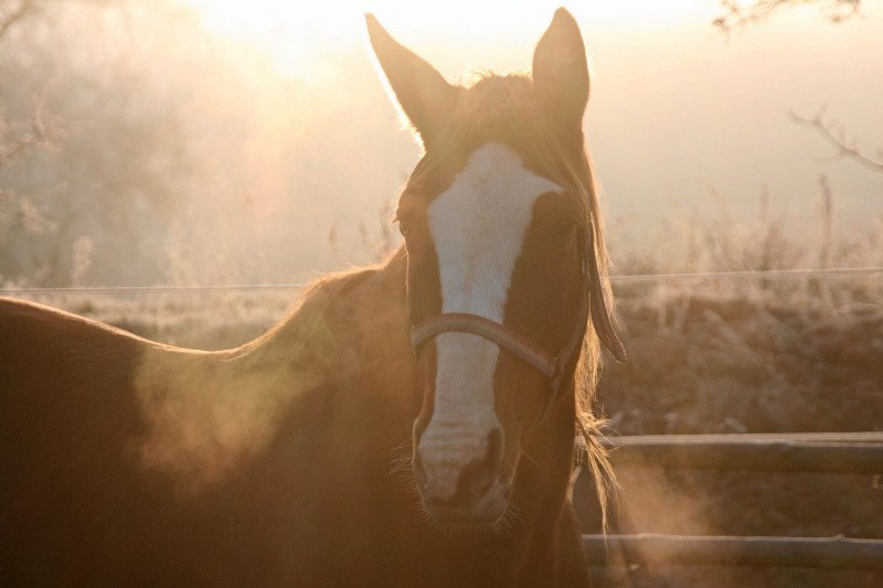 Koń ze schroniska Tara