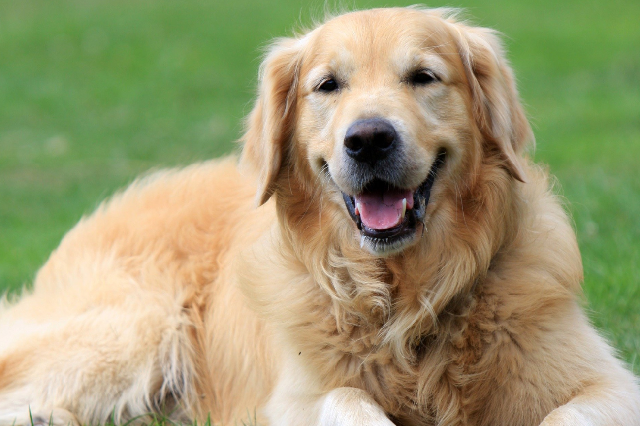 Golden retriever leżący na trawie