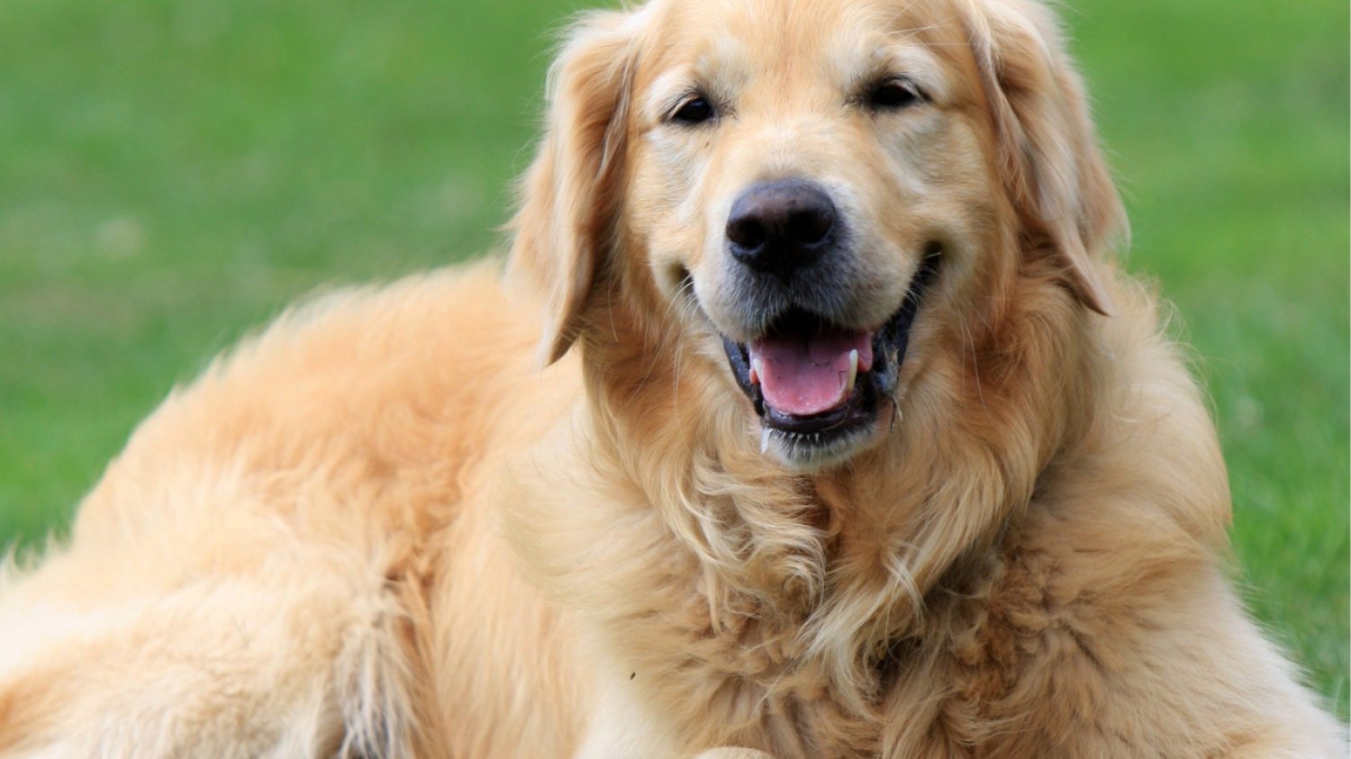 Rasa dnia: Golden retriever Golden retriever leżący na trawie