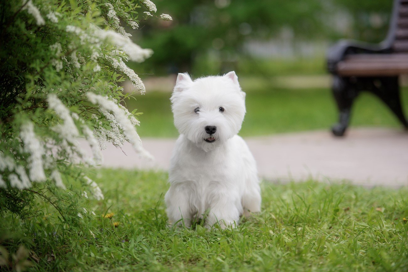 West Highland White Terrier – jedna z najpopularniejszych małych ras psów