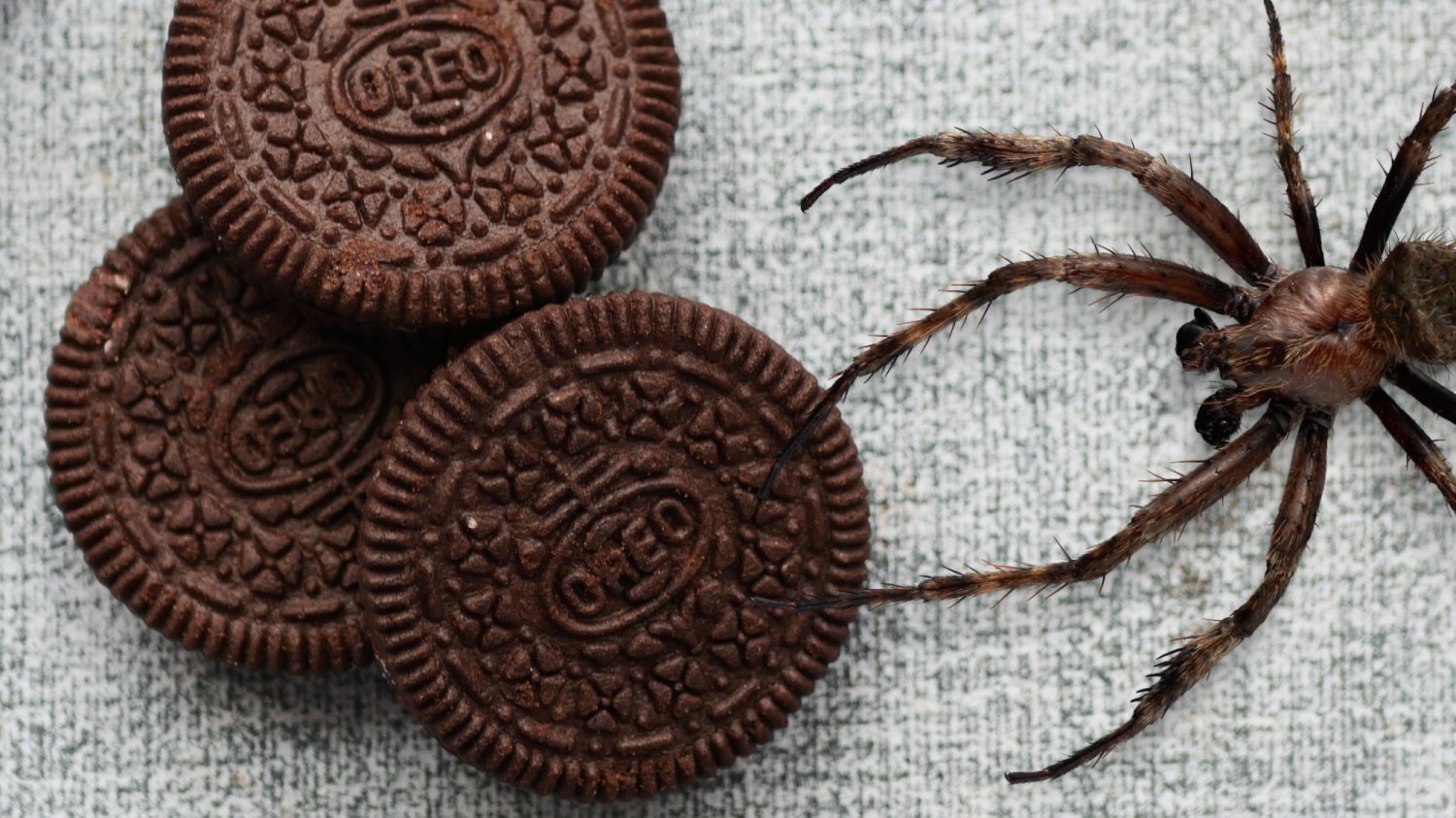 Cyclocosmia latusicosta - pająk, który przypomina ciasteczko Oreo Kolaż: ciasteczka Oreo i pająk
