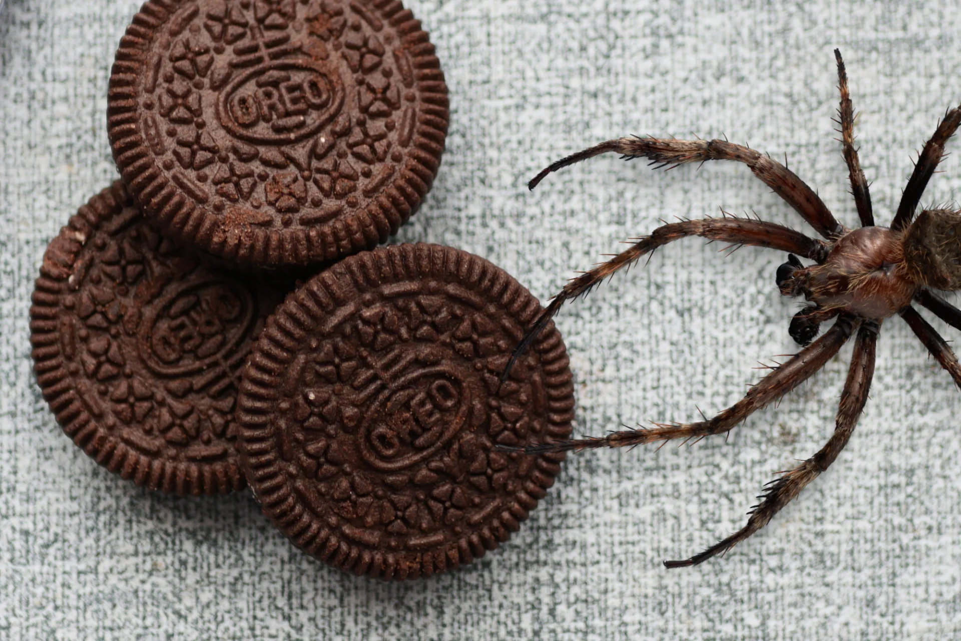 Cyclocosmia latusicosta - pająk, który przypomina ciasteczko Oreo Kolaż: ciasteczka Oreo i pająk