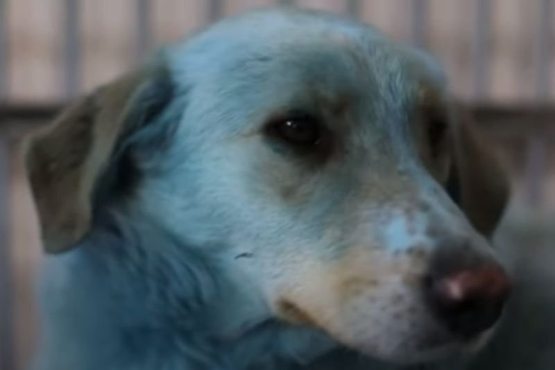 W Rosji znaleziono niebieskie i zielone psy. W Rosji znaleziono niebieskie i zielone psy.