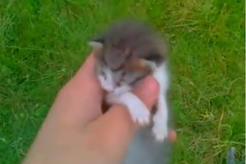 Nastoletni zwyrodnialec nagrał egzekucję kota.