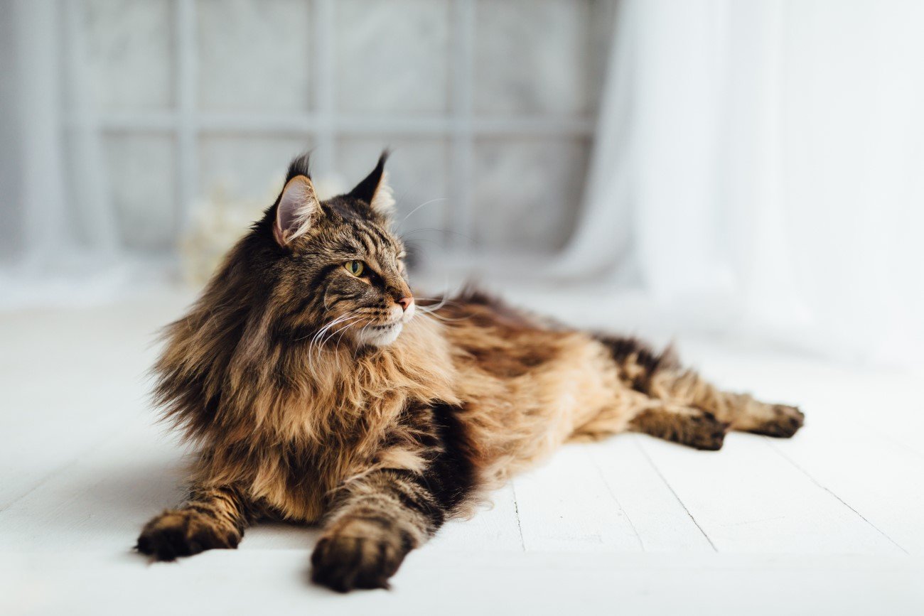 Maine Coon – jedna z długowłosych ras kotów